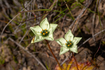 Carnivorus Plants: Two flowers of the yellow-cream flowering sundew Drosera atrostyla in natural habitat