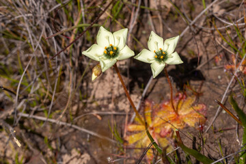 Drosera atrostyla, a carnivorus plant from the sundew family seen in natural habitat in South Africa