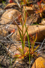 Drosera cistiflora in natural habitat south of Citrusdal, Western Cape of South Africa