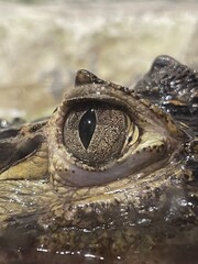 alligator eye in water 