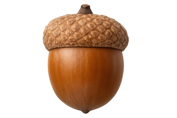 Acorn with cap in detailed close-up view, isolated on transparent background, showcasing autumn nature and forest growth