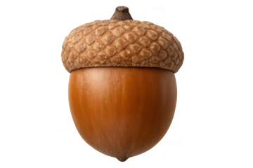 Acorn with cap in detailed close-up view, isolated on transparent background, showcasing autumn nature and forest growth