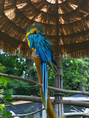 blue and yellow macaw