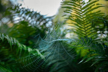 Intricate spider web glistening in sunlight among lush green ferns in natural setting © I K Photography