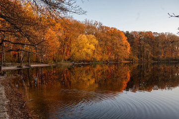 Beautiful autumn landscape. Colorful leaves on the trees in autumn.