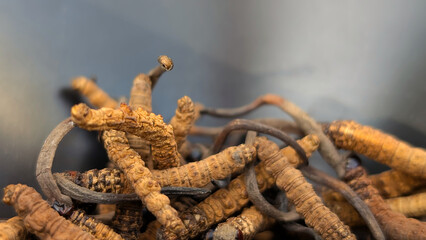Yarsagumba or Cordyceps sinensis (Ophiocordyceps sinensis) or CHONG CAO, DONG CHONG XIA CAO. Traditional tibetian medicine. Most expensive mushroom in the world. Dark background. Copy space © Alena AV