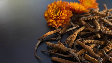 Yarsagumba or Cordyceps sinensis (Ophiocordyceps sinensis) or CHONG CAO, DONG CHONG XIA CAO. Traditional tibetian medicine. Most expensive mushroom in the world. Dark background. Copy space