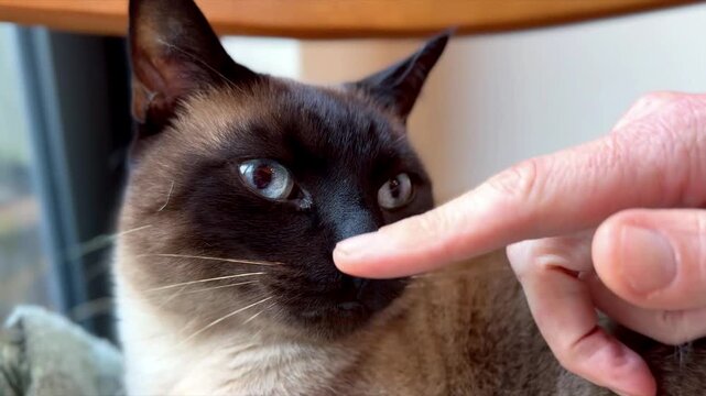 close up of cute siamese cat face with person stroking nose gently with finger
