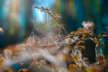 Delicate spider web glistening with dew on branches in a serene natural environment