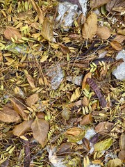 autumn texture on the ground