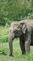 Fototapeta premium Close up Sri Lankan elephant in Udawalawe National Park