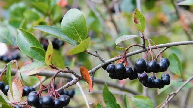 Ripe black chokeberry (Aronia melanocarpa) on the branch