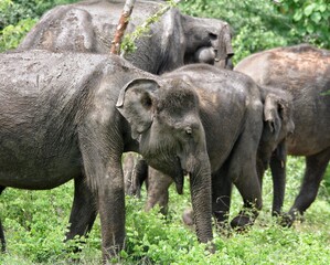 Fototapeta premium Herd of Sri Lankan elephants feeding in Udawalawe National Park