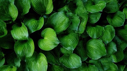 Lush green hosta leaves densely packed in shadow create a rich texture.