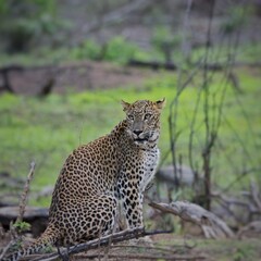 Fototapeta premium Panthera Pardus Kotiya - Sri Lankan Leopard captured in Yala Block 5