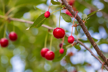Red and sweet cherry berries