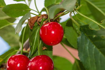 Red and sweet cherry berries
