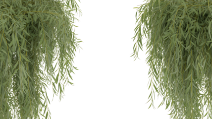 Hanging greenery with a dark center