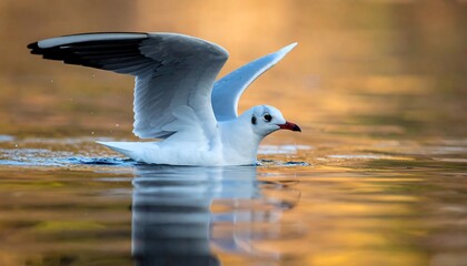 Seagull touches water, wings raised against a blurred golden backdrop. Reflection visible in still water