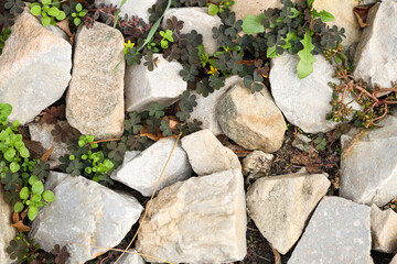 Texture of stones with plant, top view