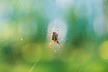 close-up with a spider on a web, the background is a green summer forest
