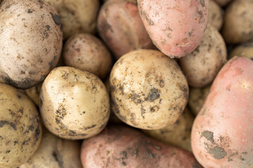 A bunch of potatoes with some of them being red and some of them being white