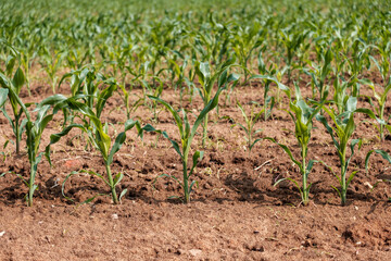 growing corn in the farmers' field