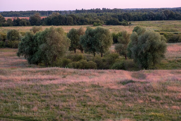 A field of trees with a few trees in the middle of the field