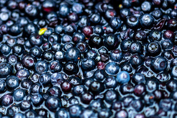 Wild blueberry. Freshly picked organic blueberries
