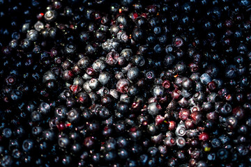 Wild blueberry. Freshly picked organic blueberries