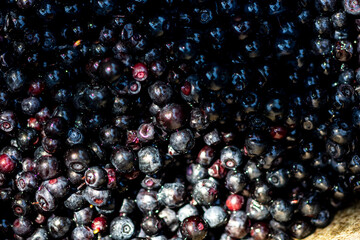 Wild blueberry. Freshly picked organic blueberries