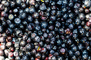 Wild blueberry. Freshly picked organic blueberries