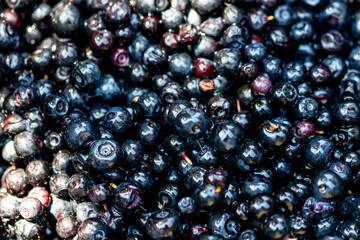 Wild blueberry. Freshly picked organic blueberries