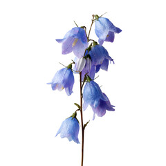 Bluebell Flowers with Water Droplets on Black Background isolated on a transparent background