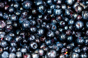 Wild blueberry. Freshly picked organic blueberries