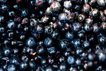 Wild blueberry. Freshly picked organic blueberries