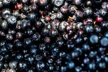 Wild blueberry. Freshly picked organic blueberries