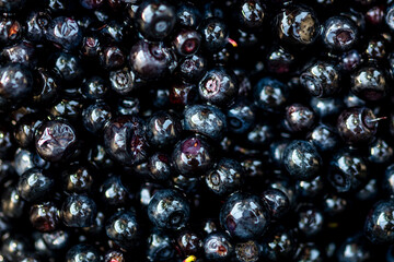 Wild blueberry. Freshly picked organic blueberries