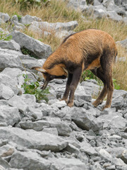 Appennine chamois, rupicapra pyrenaica ornata
