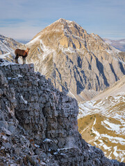 Appennine chamois, rupicapra pyrenaica ornata