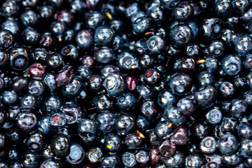 Wild blueberry. Freshly picked organic blueberries