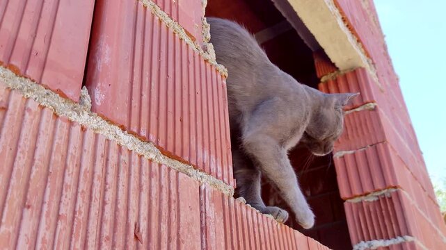 Affectionate cat leaves its facial pheromones on a window sill while softly meowing