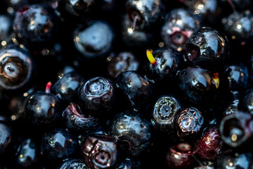 Wild blueberry. Freshly picked organic blueberries