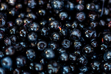 Wild blueberry. Freshly picked organic blueberries