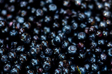 Wild blueberry. Freshly picked organic blueberries