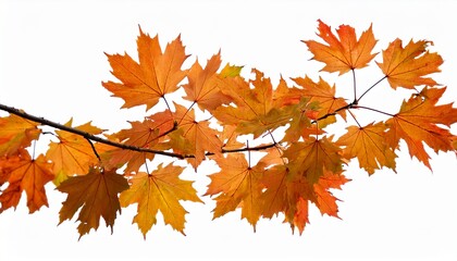 Fototapeta premium Isolated Foliage Maple Autumn Leaves Fall Leaf Branch