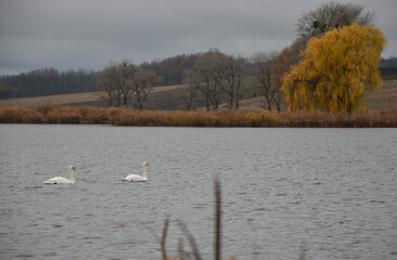 beautiful autumn landscape with two swans on the lake