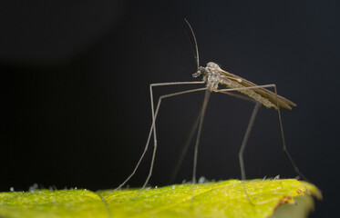 A Long-Legged Crane Fly (Winter Gnat) On A Green Leaf At Night