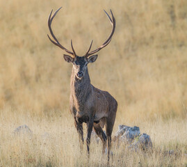 Red deer, Cervus elaphus
