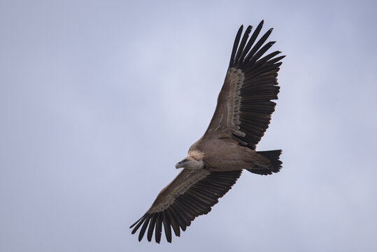 buitre volando